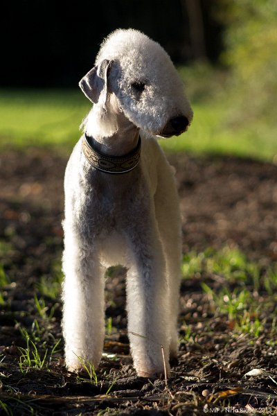 2013-10-24 Svet & Aveline-5134.jpg